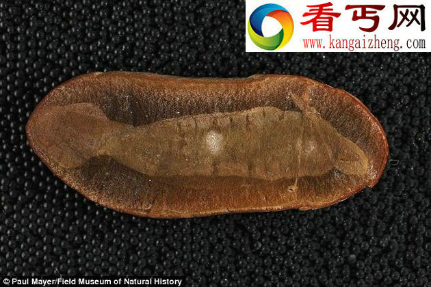 科学家3亿年前塔利怪物与七鳃鳗关系近