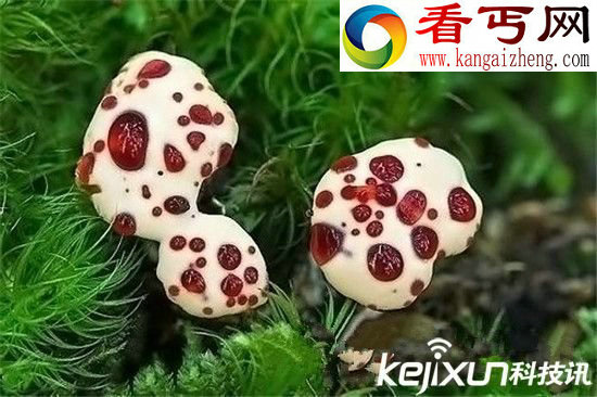 怪异植物！日本惊现长相畸形植物 似人体器官