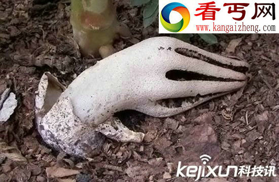 怪异植物！日本惊现长相畸形植物 似人体器官