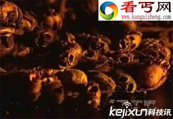 怪异植物！日本惊现长相畸形植物 似人体器官