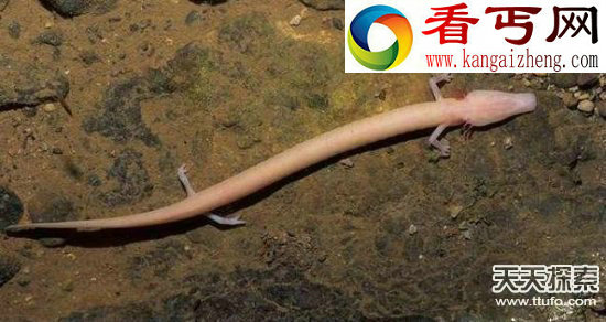 世界古怪生物蝾螈似龙 存活100多年