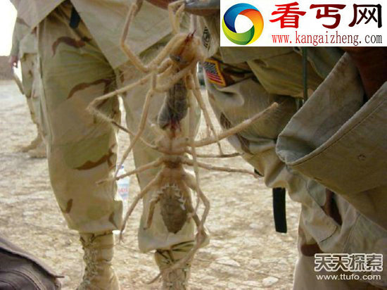世界古怪生物蝾螈似龙 存活100多年