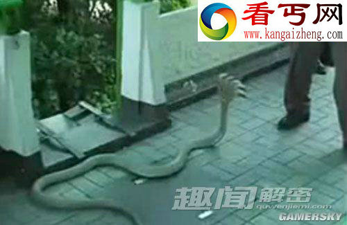 哥斯拉现身太平洋 只存在于传说中20种生物