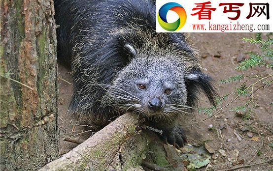 你绝对没见过的32种奇珍异兽