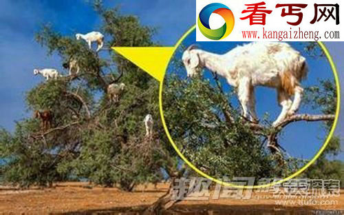 领略动物界中无解的神秘现象