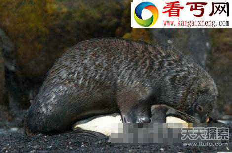领略动物界中无解的神秘现象