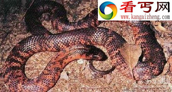 全球十大最毒动物 人类碰之毙命