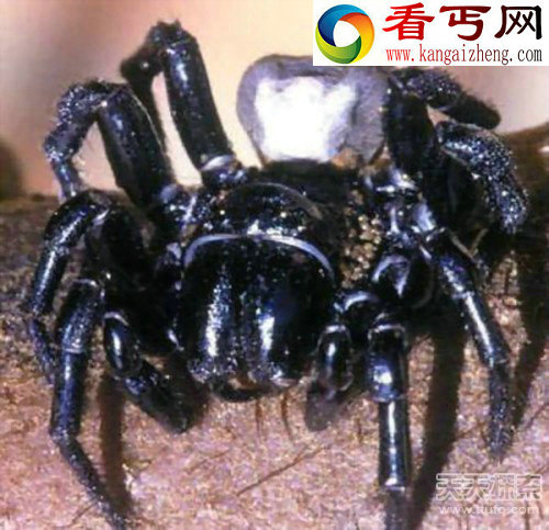 全球十大最毒动物 人类碰之毙命