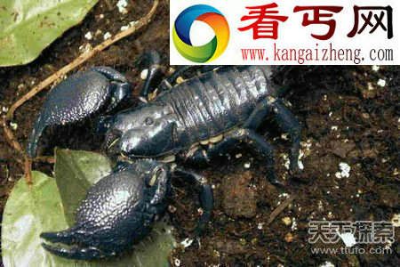 全球十大最毒动物 人类碰之毙命