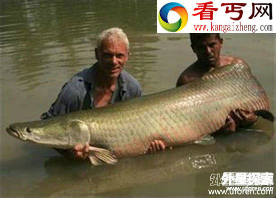 亚马逊河十大可怕生物 令人闻风丧胆