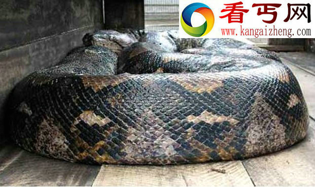 从古至今世界上最大的蛇