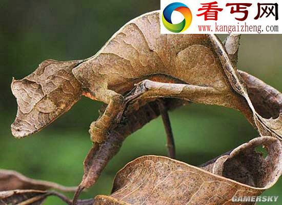 盘点动物中的十大伪装高手,你知道的有几个?