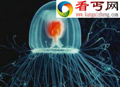 最长寿动物居然有1550岁!
