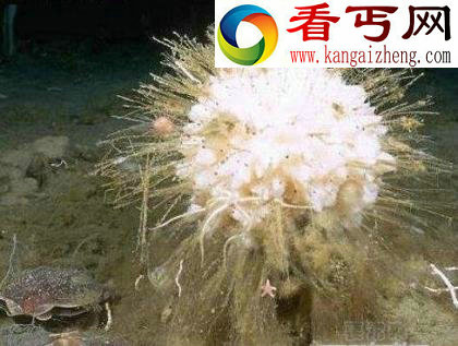 最长寿动物居然有1550岁!