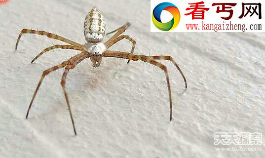盘点离奇的动物谜团 公牛看到红色就想要攻击。