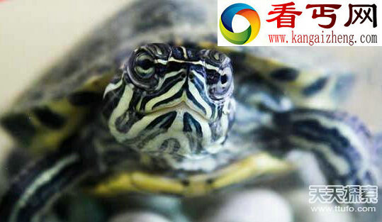 盘点离奇的动物谜团 公牛看到红色就想要攻击。