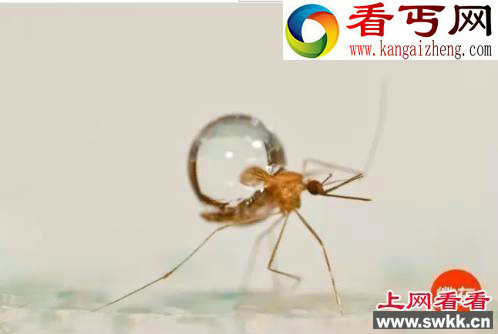 解密为什么蚊子不会被雨砸死?