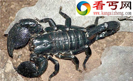 霸气萌宠真帝王蝎体型大但毒性不强!