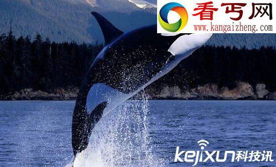 大海中十种时速最快的海洋动物