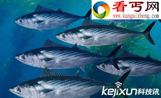 大海中十种时速最快的海洋动物