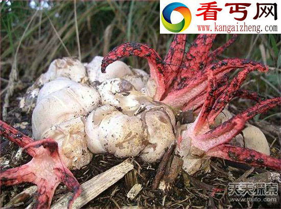 真实存在的诡异植物