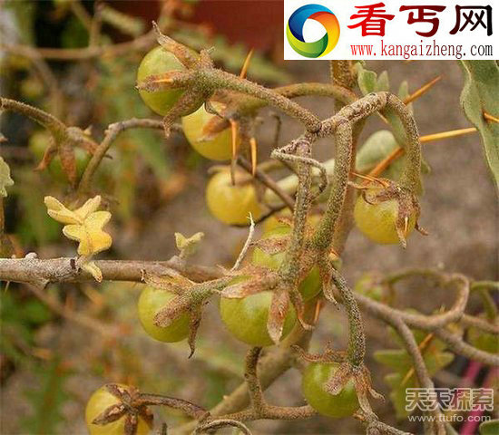 真实存在的诡异植物