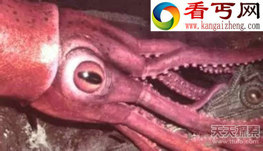 十大海底生物事实 乌贼竟用脑袋消化