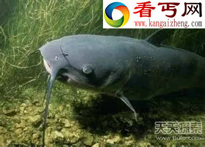十大海底生物事实 乌贼竟用脑袋消化