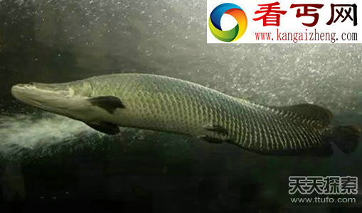 十大海底生物事实 乌贼竟用脑袋消化