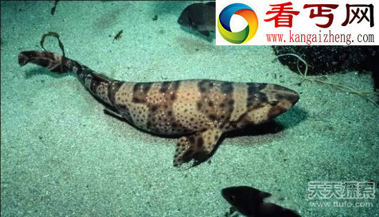 十大海底生物事实 乌贼竟用脑袋消化