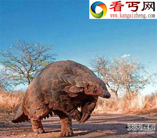 99%的人绝对都没见过奇珍异兽