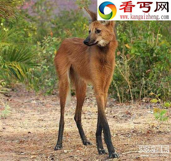 99%的人绝对都没见过奇珍异兽
