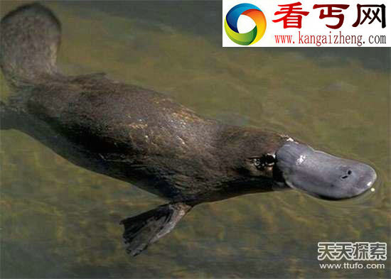 99%的人绝对都没见过奇珍异兽