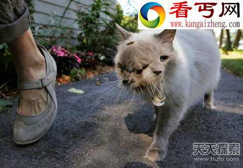 惊！印度境内拍到罕见“五头蛇”