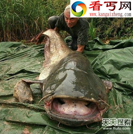 惊！印度境内拍到罕见“五头蛇”