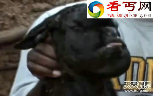 惊！印度境内拍到罕见“五头蛇”