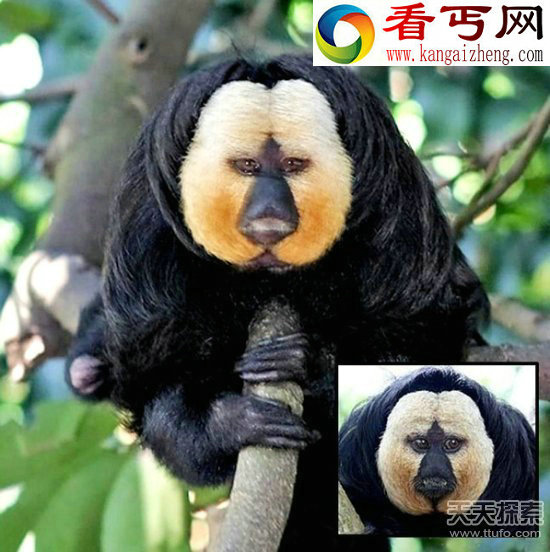 闻所未闻的神秘动物