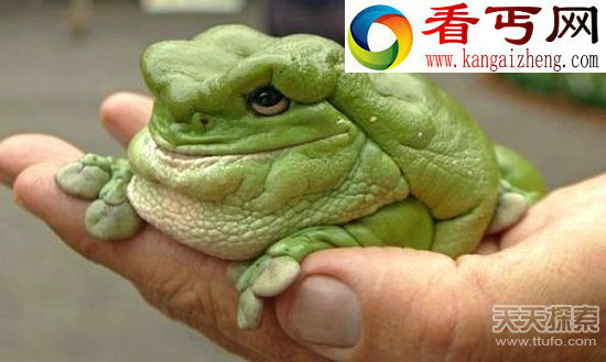 闻所未闻的神秘动物