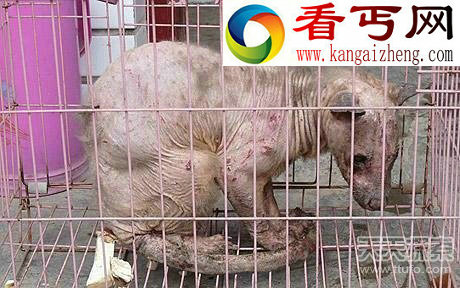 闻所未闻的神秘动物