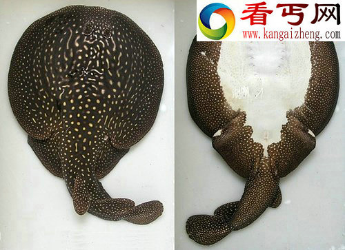 闻所未闻的神秘动物