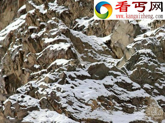 动物界伪装大师