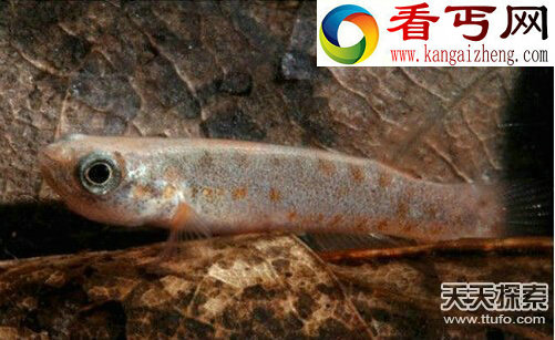 超能力鱼类象鱼竟能张嘴说话_