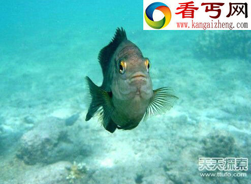 超能力鱼类象鱼竟能张嘴说话_