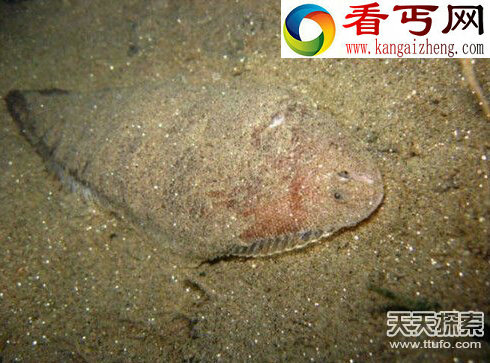 超能力鱼类象鱼竟能张嘴说话_