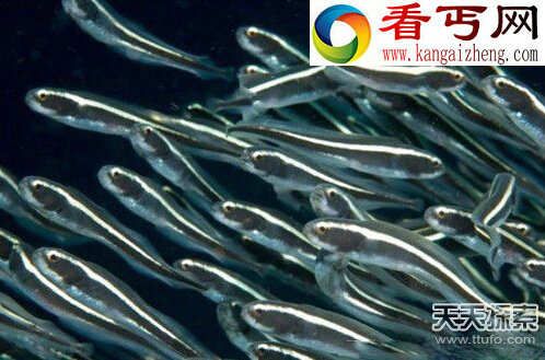 超能力鱼类象鱼竟能张嘴说话_