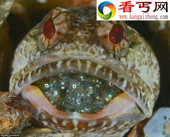 盘点海底神秘动物无法想象的奇特模样