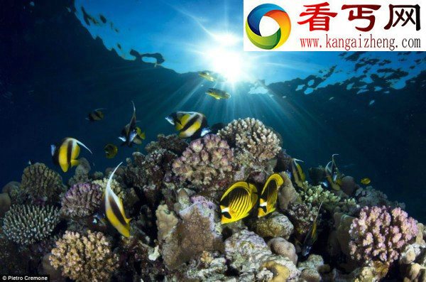 盘点海底神秘动物无法想象的奇特模样