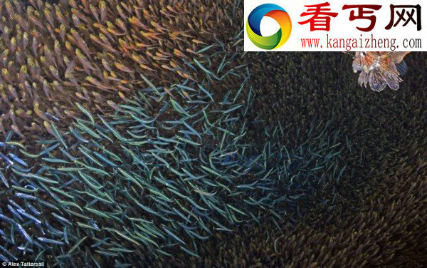 盘点海底神秘动物无法想象的奇特模样