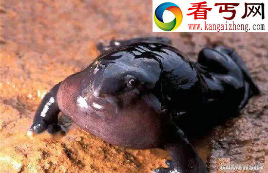 世界最罕见最奇特的异型生物