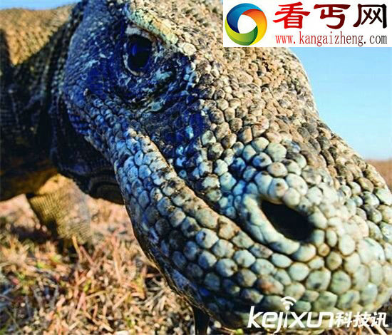 史前巨兽科摩多巨蜥 远古世界的失落继承者